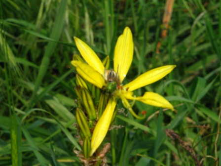 Asphodeline lutea